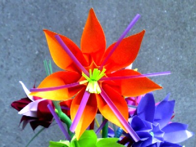 Fleur de Callisto Orange