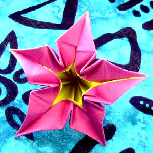 Fleur de la MASi Rose